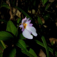 Impatiens jacobdevlasii Herath,C.Bandara & Gopallawa